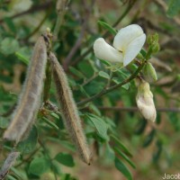 Tephrosia villosa (L.) Pers.